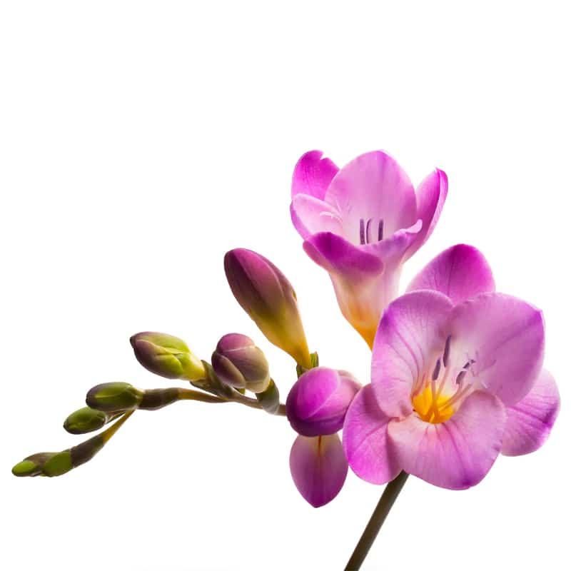 Freesia